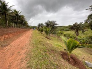 Descubra-o-Paraiso-Rural-Sitio-em-Conceicao-do-Jacuipe-com-Natureza-Exuberante-Sitio-em-Conceicao-do-Jacuipe-com-Ampla-Area-e-Potencial-1.jpeg