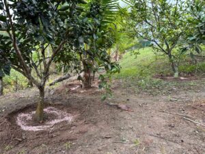 Descubra-o-Paraiso-Rural-Sitio-em-Conceicao-do-Jacuipe-com-Natureza-Exuberante-Sitio-em-Conceicao-do-Jacuipe-com-Ampla-Area-e-Potencial-6.jpeg