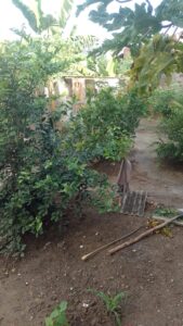 Imagem do WhatsApp de 2025-06-02 à(s) 16.29.07_8d46ca23