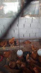 Imagem do WhatsApp de 2025-06-02 à(s) 16.30.48_92e46c38