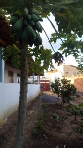 Imagem do WhatsApp de 2025-06-02 à(s) 16.31.58_5833cd6c