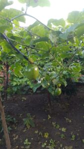 Imagem do WhatsApp de 2025-06-02 à(s) 16.33.23_90c19e4b