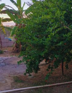 Subscription and Ads - Right Side (94)_20250701_190636_0135