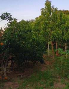 Subscription and Ads - Right Side (95)_20250701_190636_0136