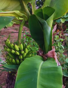 Subscription and Ads - Right Side (98)_20250701_190637_0139